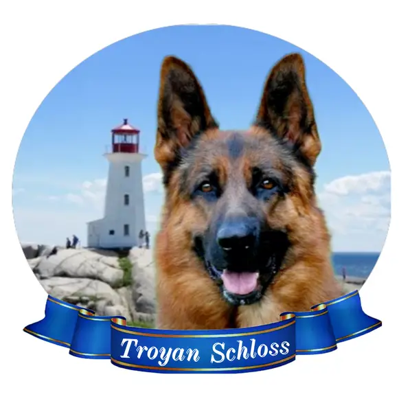 Troyan Schloss German Shepherds