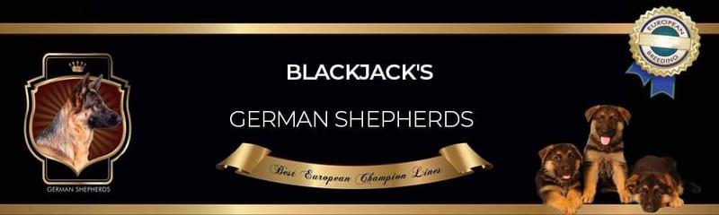 Blackjack's German Shepherds