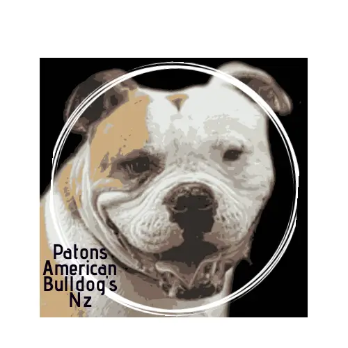 Paton's American Bulldogs