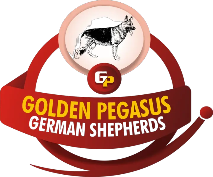 Golden Pegasus German shepherds