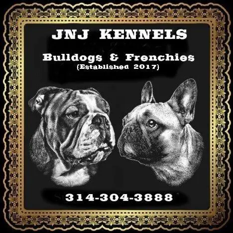 JNJ KENNELS - BULLDOGS & FRENCHIES