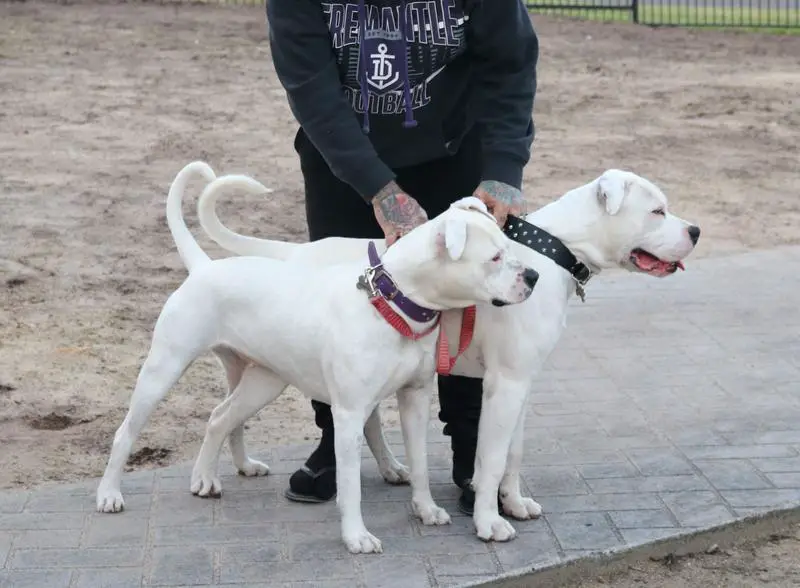 HammerHead American Bulldogs