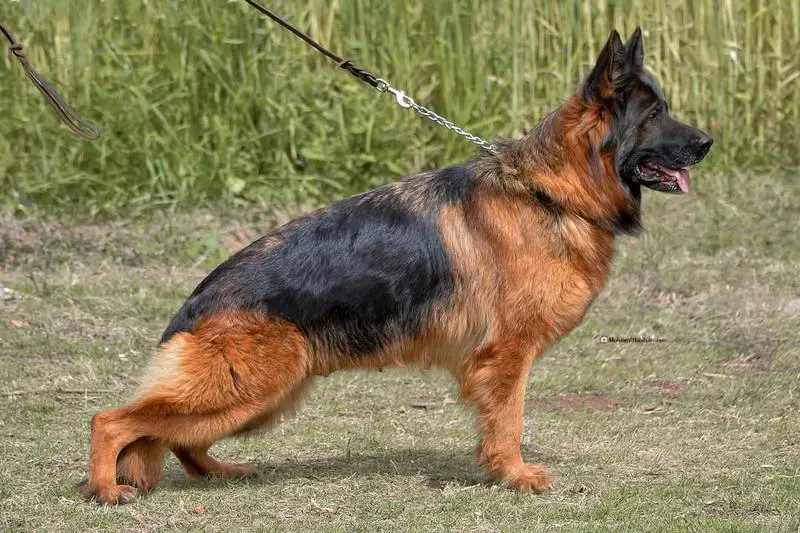 Habib kennel