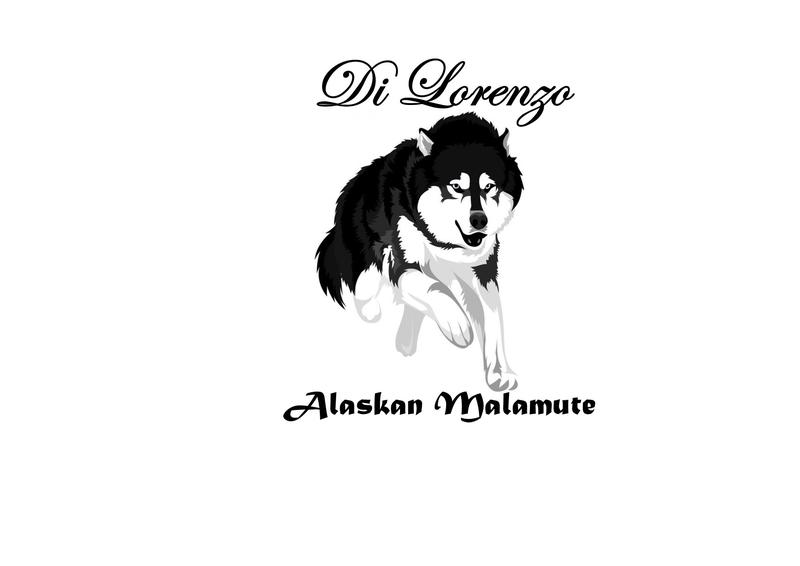 Di Lorenzo Alaskan Malamute