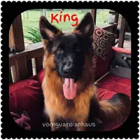 King | Male German Shepherd For Pet Homes or Breed