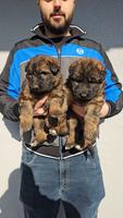 2 sable female puppies