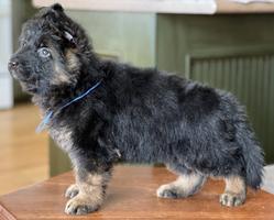 German Shepherd - Long coat puppies VA