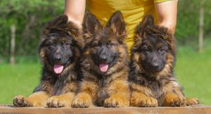 Long hair sable and standard colors puppies