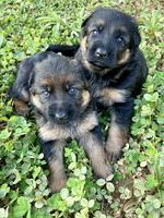 Black & Red German Shepherd Dog Female Puppies