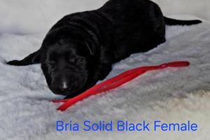Bria solid black DDR female