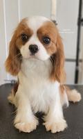 Cavalier King Charles Spaniel, males for sale