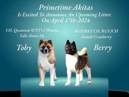 Akita Puppies for sale Flag pedigree