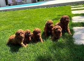Toy poodle, top quality puppies
