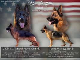 West German Show Line puppies