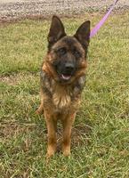 Retired 5 year old female West Showline Shepherd