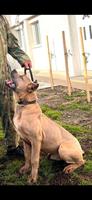 Cane Corso