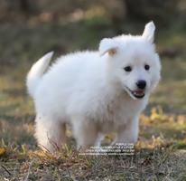 YADIEL DZSEMILSTAR -PURPLE GIRL X LITTER
