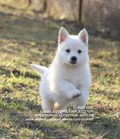 YADIEL DZSEMILSTAR -RED GIRL X LITTER
