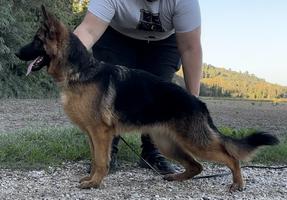 female for sale daughter of V6 bszs VA1F Ronaldo