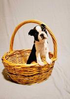 Boston Terrier puppies of champion bloodlines