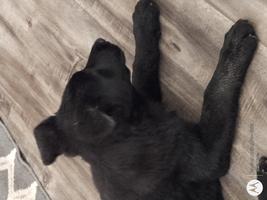 5 month old WL pups
