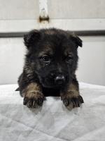 100 % East German Import Blutlines Pups