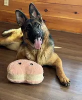 7 Month Old Trained Female