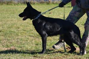 Black female for sale
