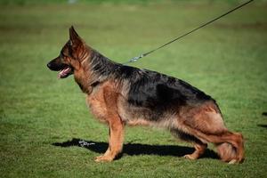 HD,ED,DNA,BH,IGP2,KKL LBZ VA Henko daughter