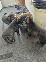 EAST GERMAN IMPORT Blutlines Pups