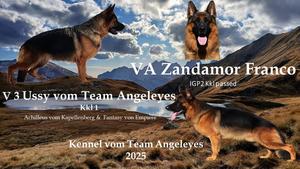 VA5 Zandamor Franko puppies