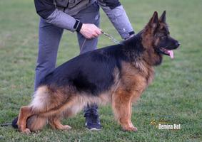 TOP LONGCOAT FEMALE AVAILABLE, IN HEAT!!