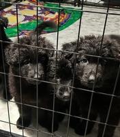 Amazing Litter of Black Puppies