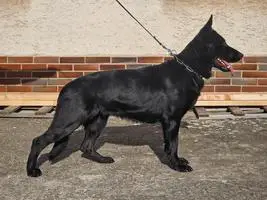 Titled/qualified female for sale