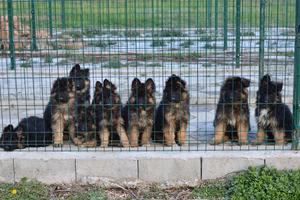 Top Longhair puppies