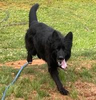 Black Long Coat Female Marcello Daughter