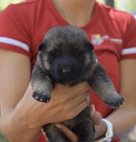 European Bloodlines GSD puppies