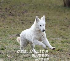 YADIEL JAMILSTAR - W LITTER BLUE BOY JUNIOR