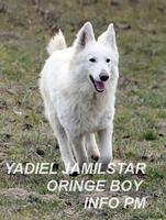 YADIEL JAMILSTAR - W LITTER ORINGE BOY