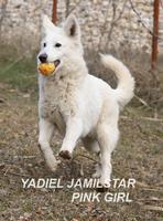 YADIEL JAMILSTAR - W  LITTER -PINK GIRL JUNIOR