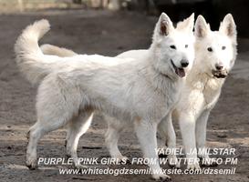 YADIEL JAMILSTAR - W  LITTER PURPLE GIRL