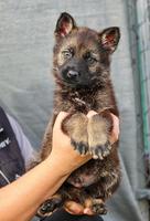 Available working line german shepherd puppies