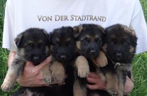 German Shepherd Puppies Wisconsin