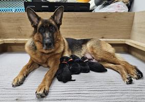 Von der Stadtrand German Shepherd Puppies
