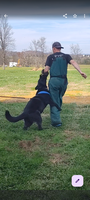 AKC working line German Shepherd
