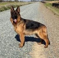 Beautiful German Shepherd female for Sale