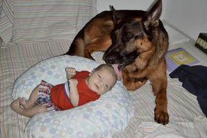 Wisconsin German Shepherd Breeder