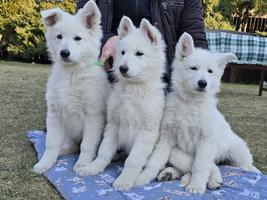 White Swiss Shepherd puppies with FCI pedigree