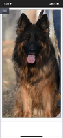 LC black and red German Shepherd