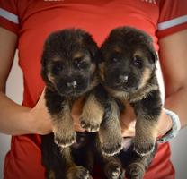 Black and Red Puppies, Direct from Overseas